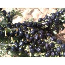 Dry Wild Black Wolfberry